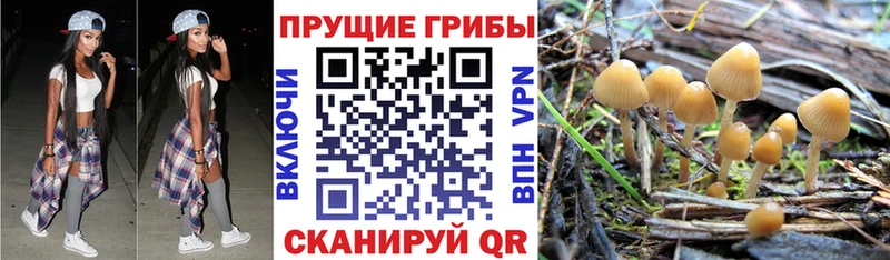 Купить где  Конаково  Псилоцибиновые грибы Psilocybine cubensis 